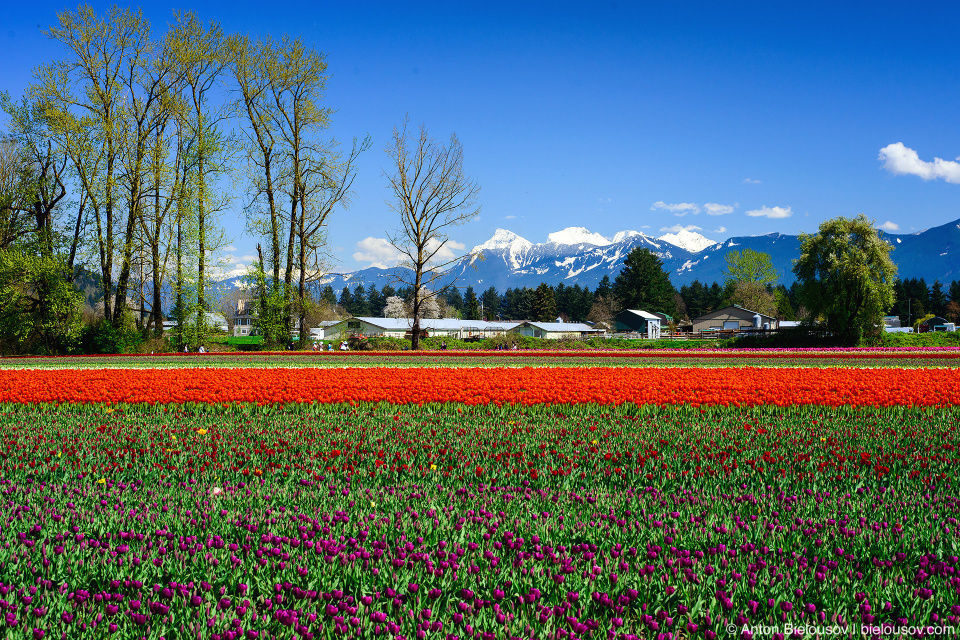 Фестиваль тюльпанов — Tulips of the Valley: Fraser Valley Tulip Festival