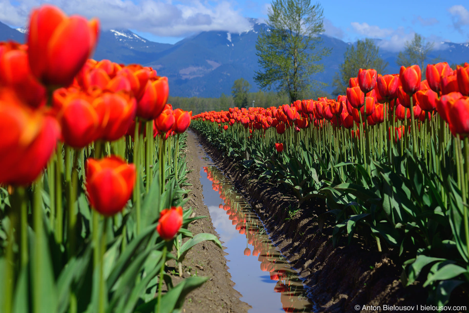 Фестиваль тюльпанов — Tulips of the Valley: Fraser Valley Tulip Festival