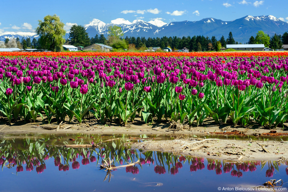 Фестиваль тюльпанов — Tulips of the Valley: Fraser Valley Tulip Festival