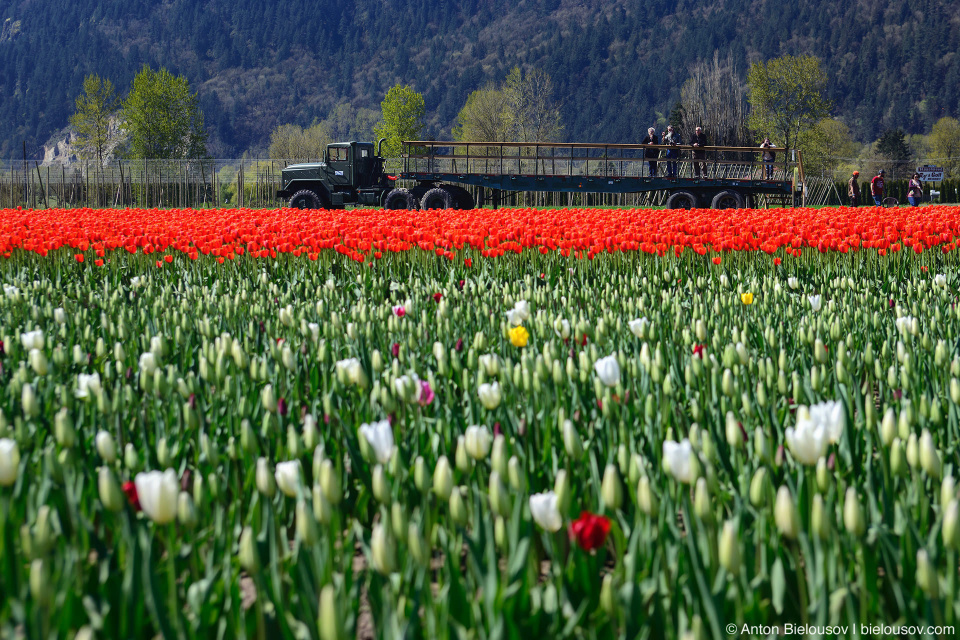 Фестиваль тюльпанов — Tulips of the Valley: Fraser Valley Tulip Festival