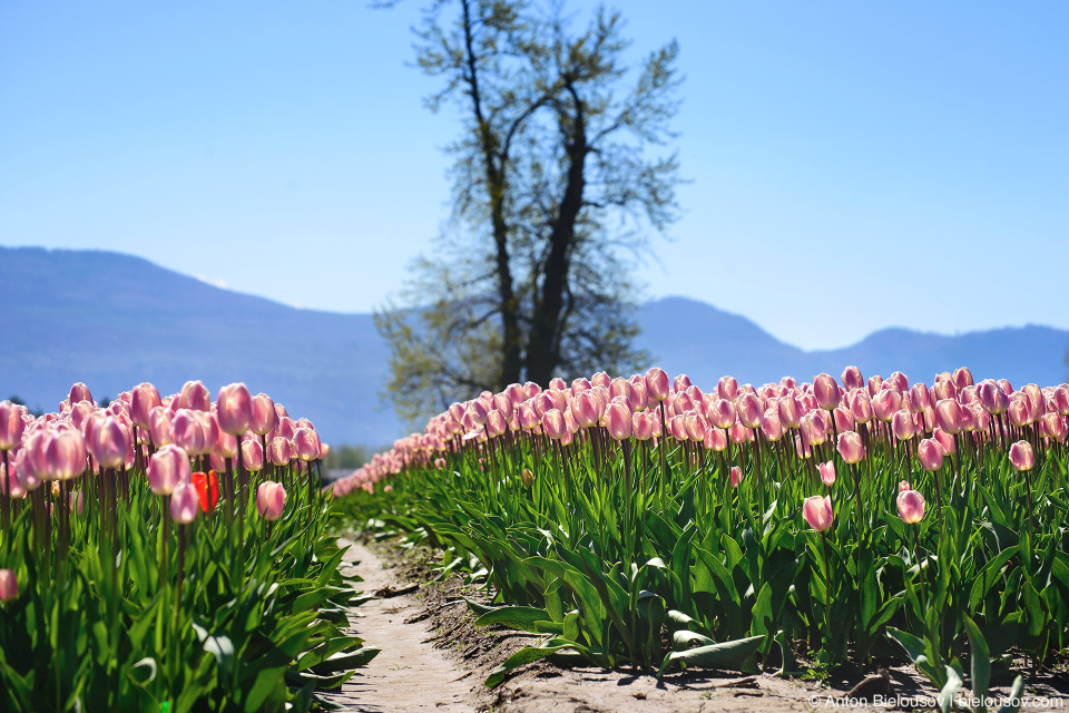 Фестиваль тюльпанов — Tulips of the Valley: Fraser Valley Tulip Festival