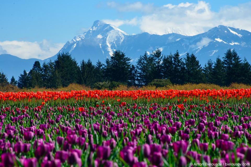 Фестиваль тюльпанов — Tulips of the Valley: Fraser Valley Tulip Festival (Cheam Peak)