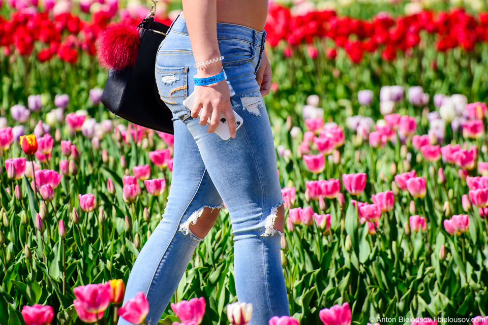 Фестиваль тюльпанов — Tulips of the Valley: Fraser Valley Tulip Festival