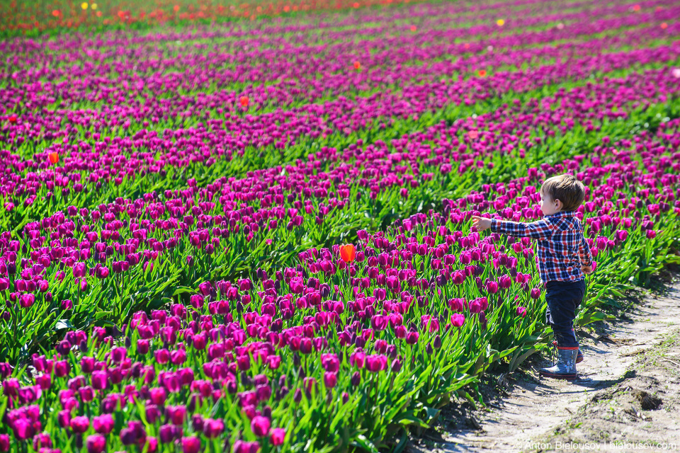 Фестиваль тюльпанов — Tulips of the Valley: Fraser Valley Tulip Festival