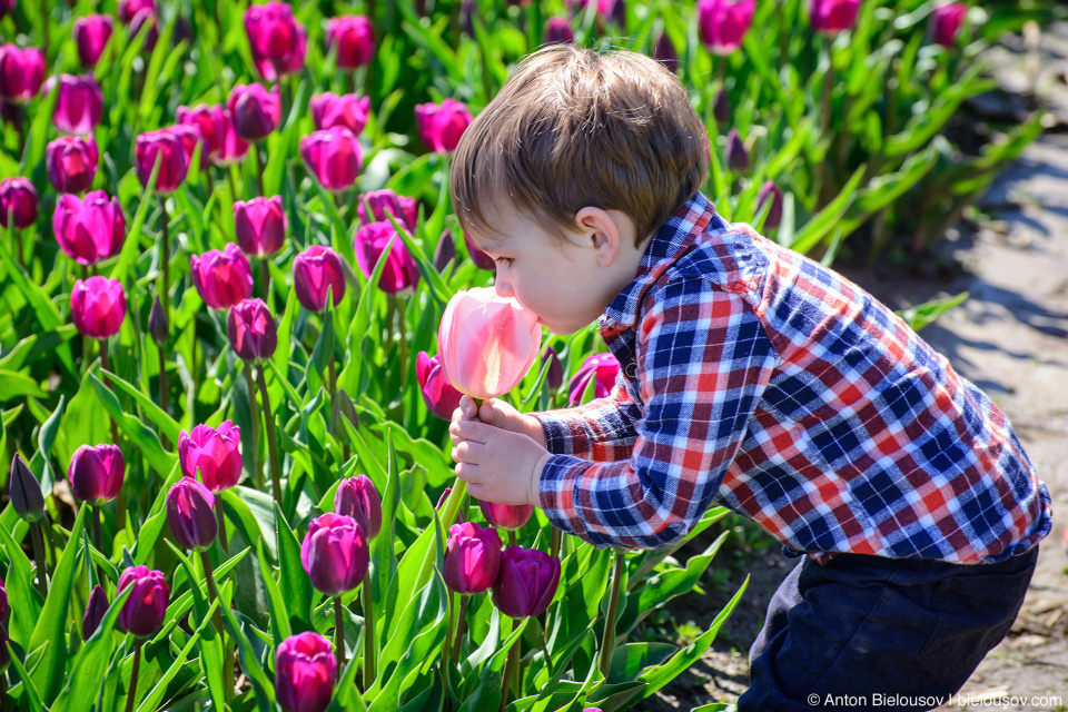 Фестиваль тюльпанов — Tulips of the Valley: Fraser Valley Tulip Festival