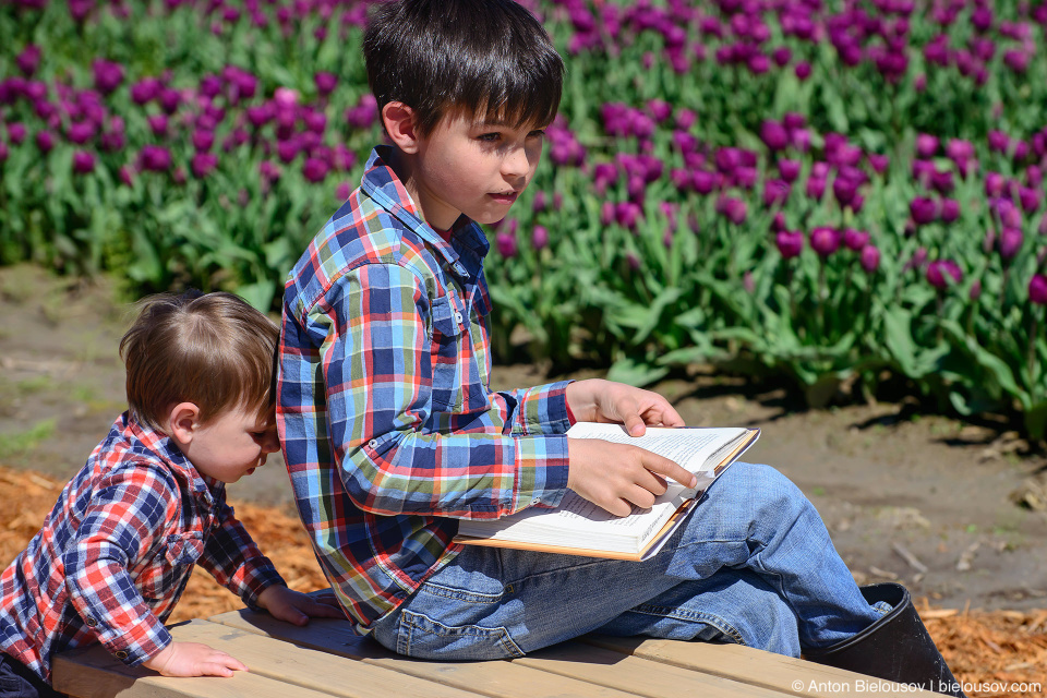 Фестиваль тюльпанов — Tulips of the Valley: Fraser Valley Tulip Festival