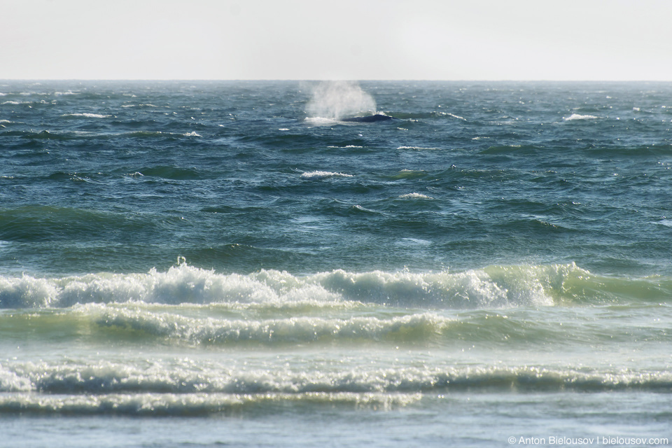 Humpback Whale, Long Beach (Pacific Rim National Park, BC)