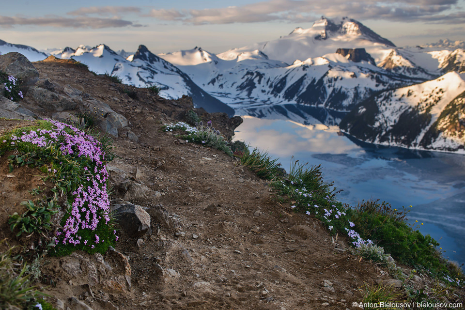 Альпийские цветы проломника на пике Panorama Ridge