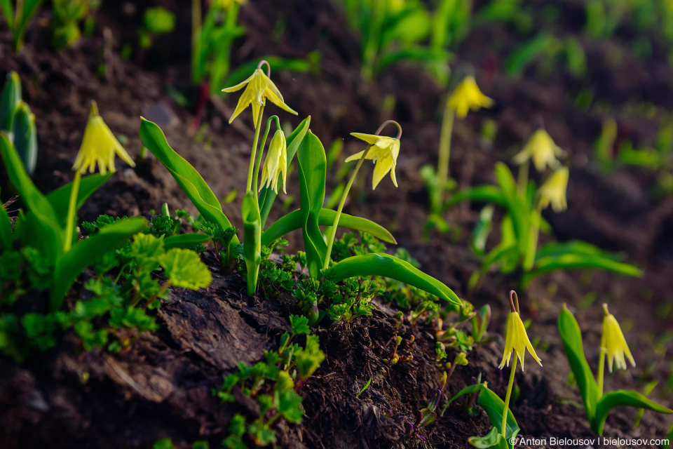 Glacier Lillies