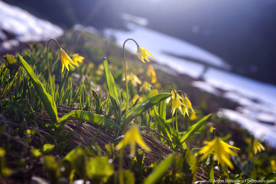 Glacier Lillies