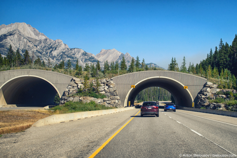  Animal migration passage over the highway (Banff National Park)