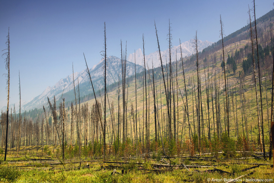 Bow Valley Parkway prescribed burn place (Banff National Park)