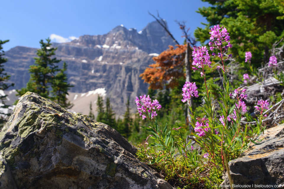 Fireweed Flowers at Eiffel Lake Trail (Lake Moraine, Banff National Park)