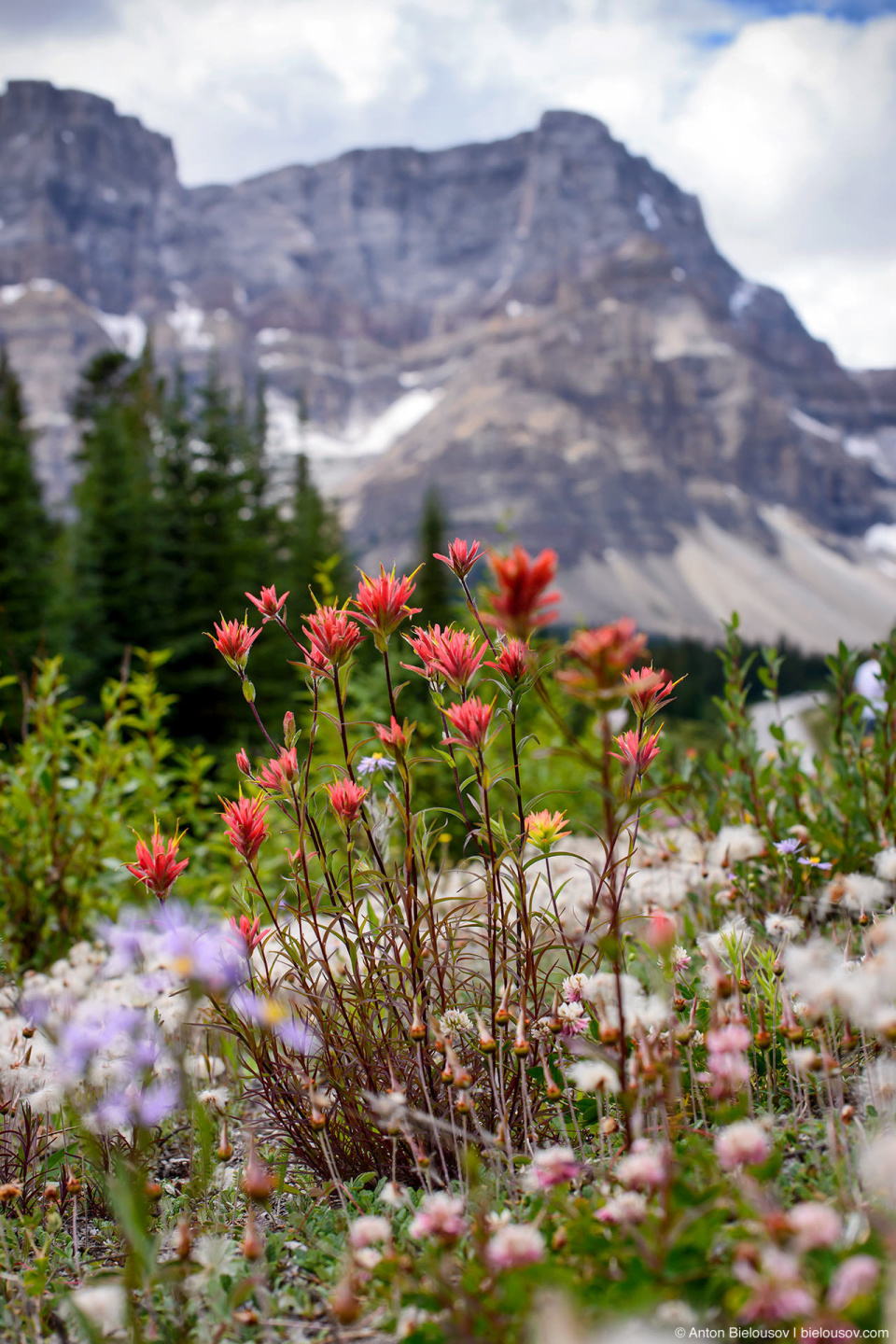 Indian Paintbrush and other roadside mountain flowers at Icefields Parkway (Banff National Park)