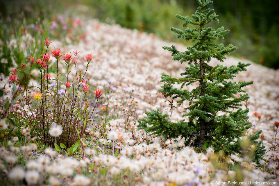 Indian Paintbrush and other roadside mountain flowers at Icefields Parkway (Banff National Park)