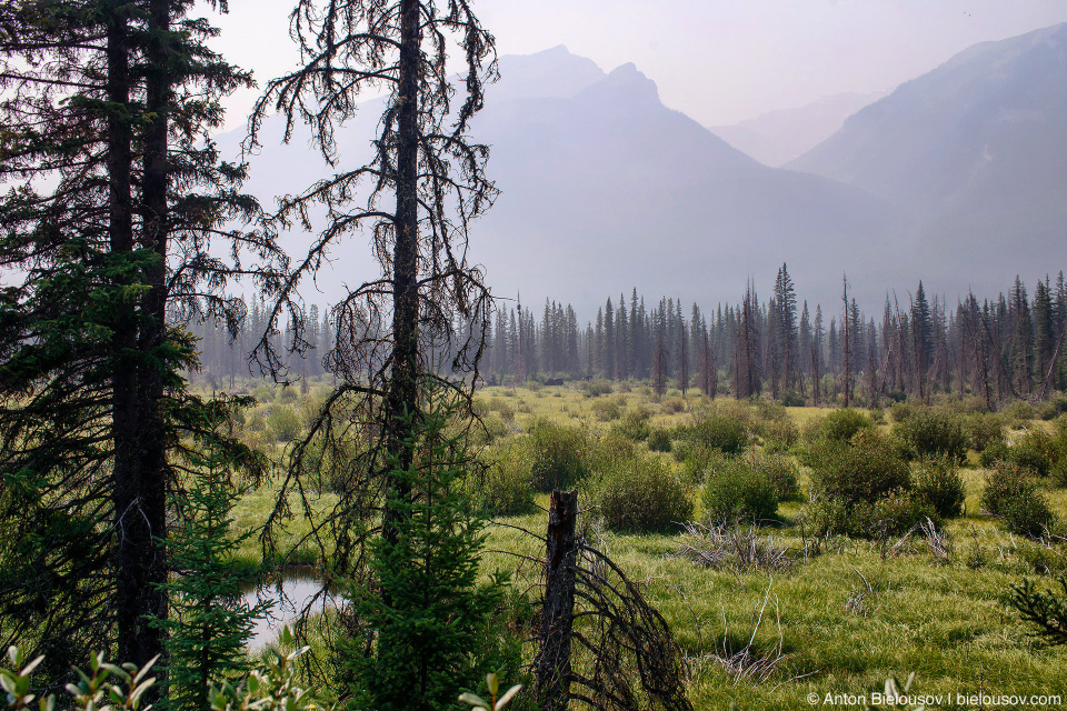 Moose Meadows (Banff, BC)