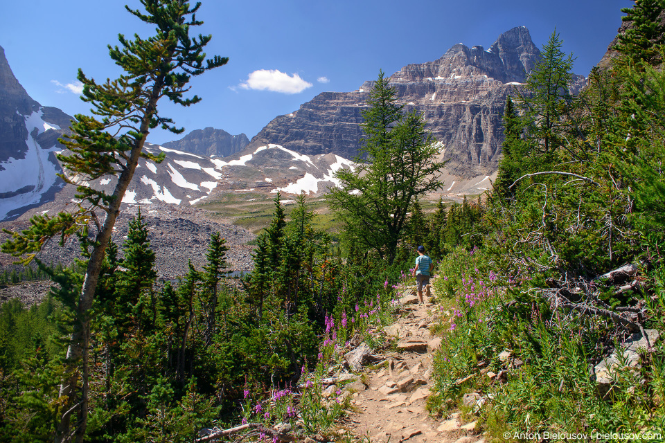 Larches at Wenkchemna Pass Trail (Lake Moraine, Banff National Park)