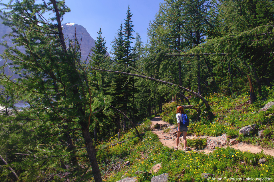 Larches at Eiffel Lake Trail (Lake Moraine, Banff National Park)