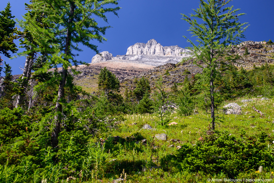 Larches at Wenkchemna Pass Trail (Lake Moraine, Banff National Park)