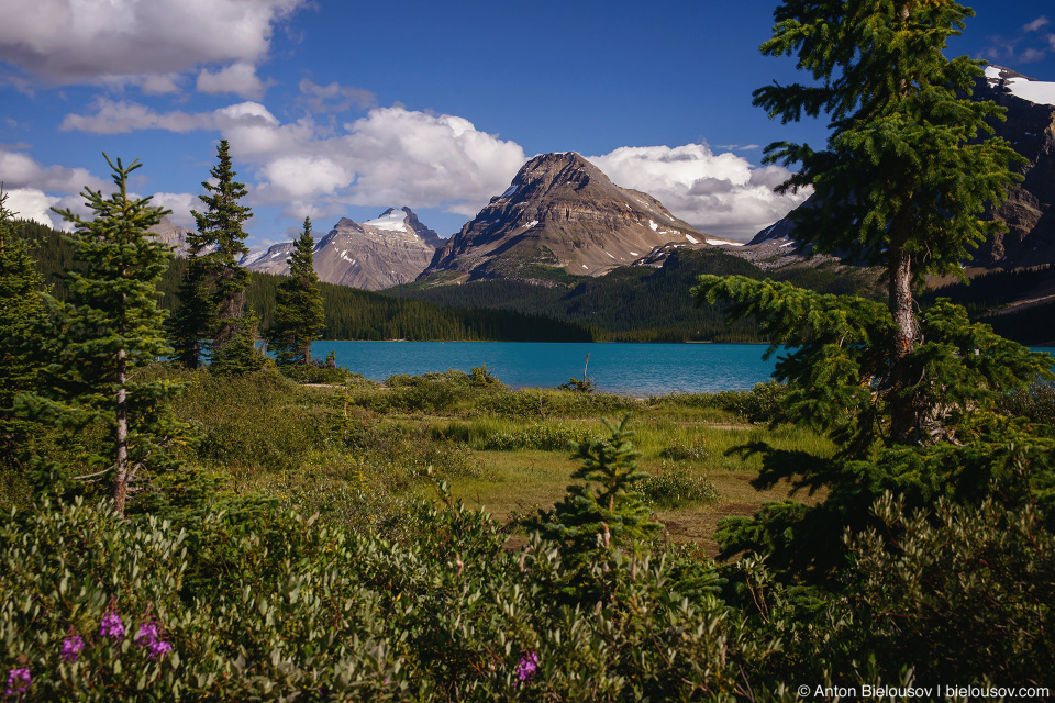 Bow Lake (Banff National Park)