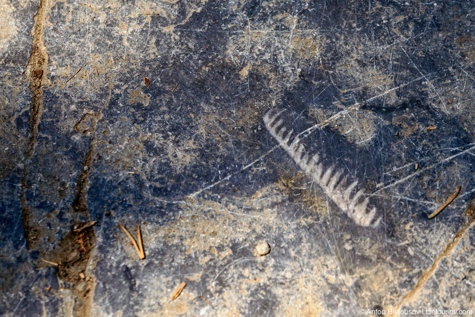 Cephalopod fossils, Maligne Canyon, Jasper National Park, AB