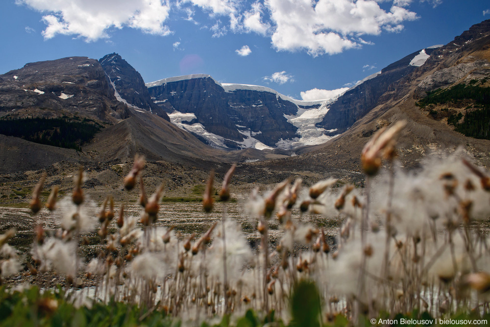 Cottongrass at Sunwapta river, Jasper National Park