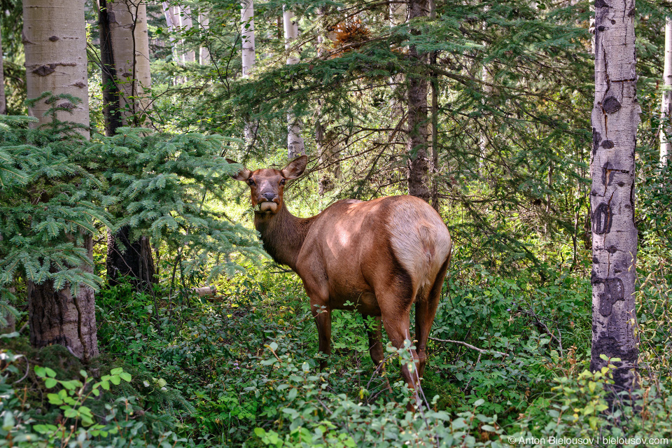 Rocky Mountain Elk