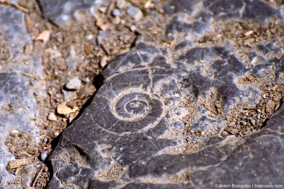 Gastropod fossils, Maligne Canyon, Jasper National Park, AB