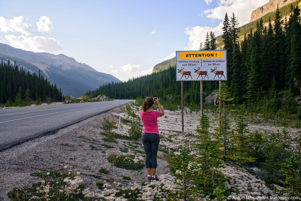 Caribou crossing sign, Jasper National Park