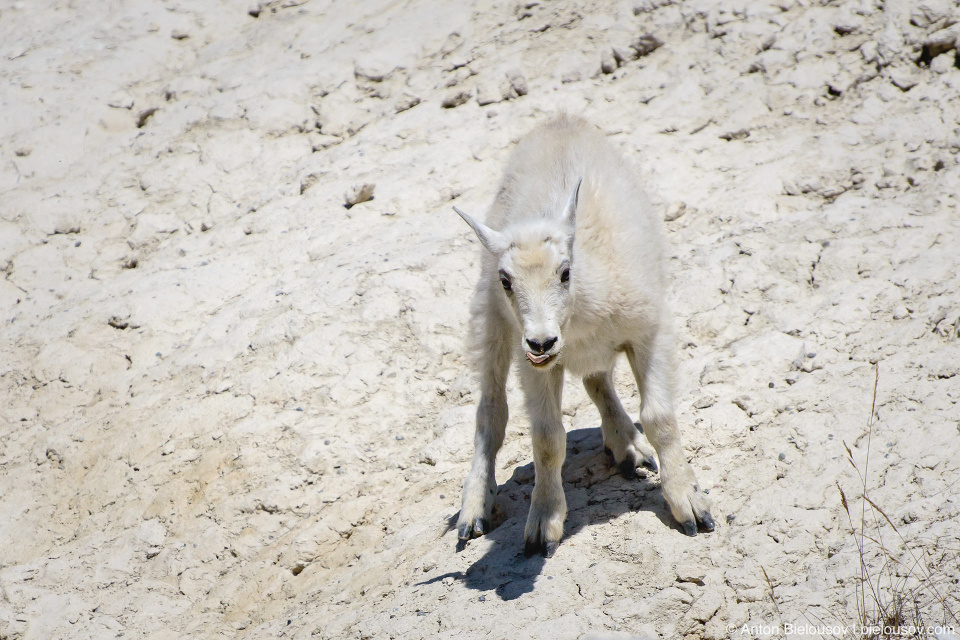 Mountain goats at Goats and Glaciers lookout, Jasper National Park