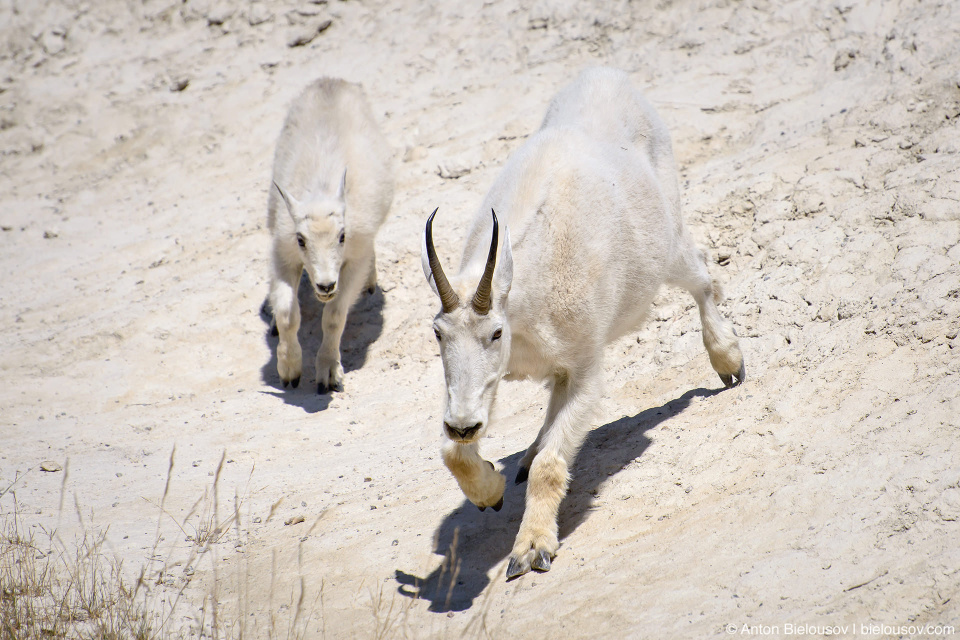 Mountain goats at Goats and Glaciers lookout, Jasper National Park