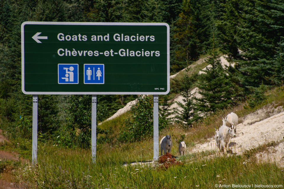 Mountain goats at Goats and Glaciers lookout, Jasper National Park