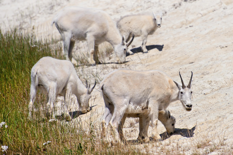 Mountain goats at Goats and Glaciers lookout, Jasper National Park