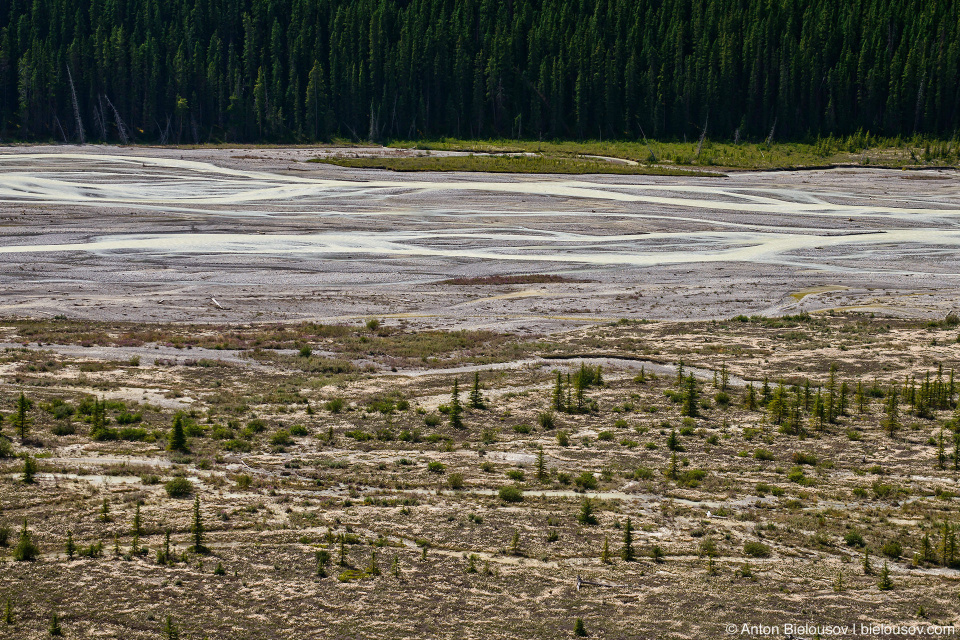 Sunwapta river, Jasper National Park