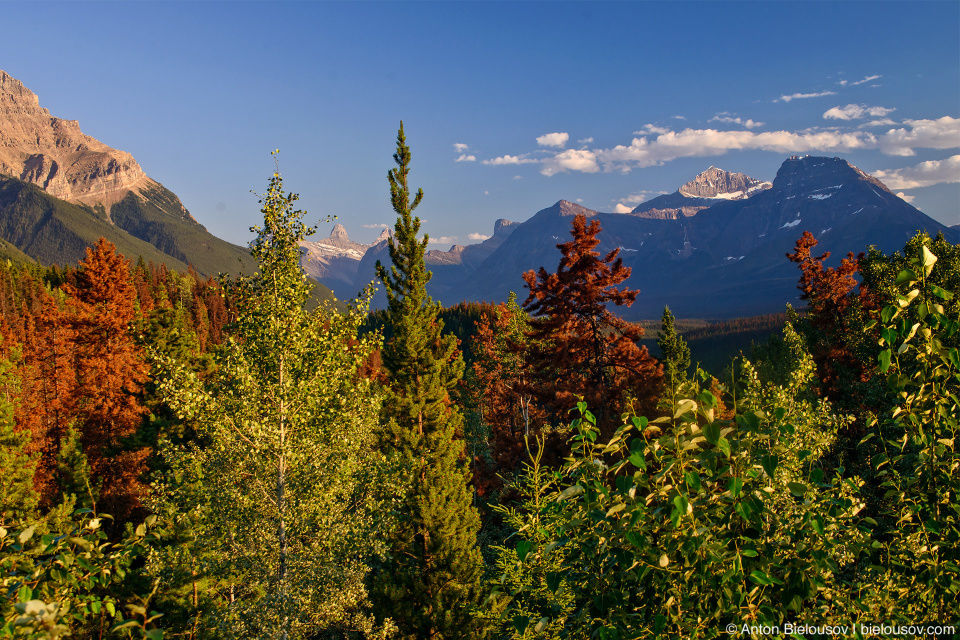 Sunwapta lookout, Jasper National Park