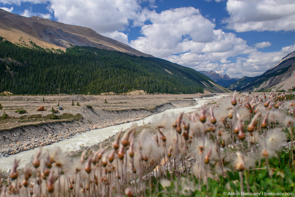 Cottongrass at Sunwapta river, Jasper National Park