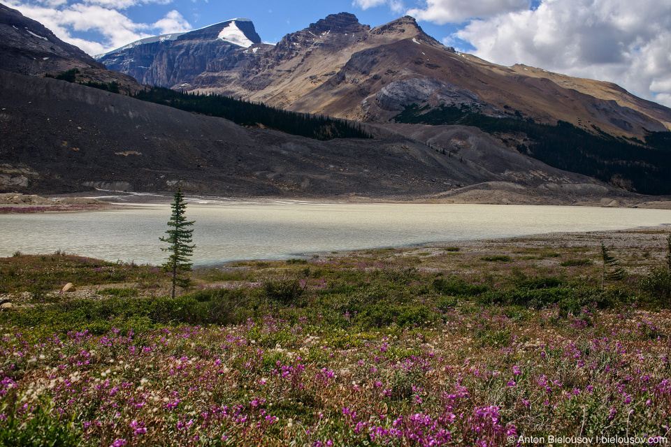 Sunwapta river at Goats and Glaciers lookout, Jasper National Park