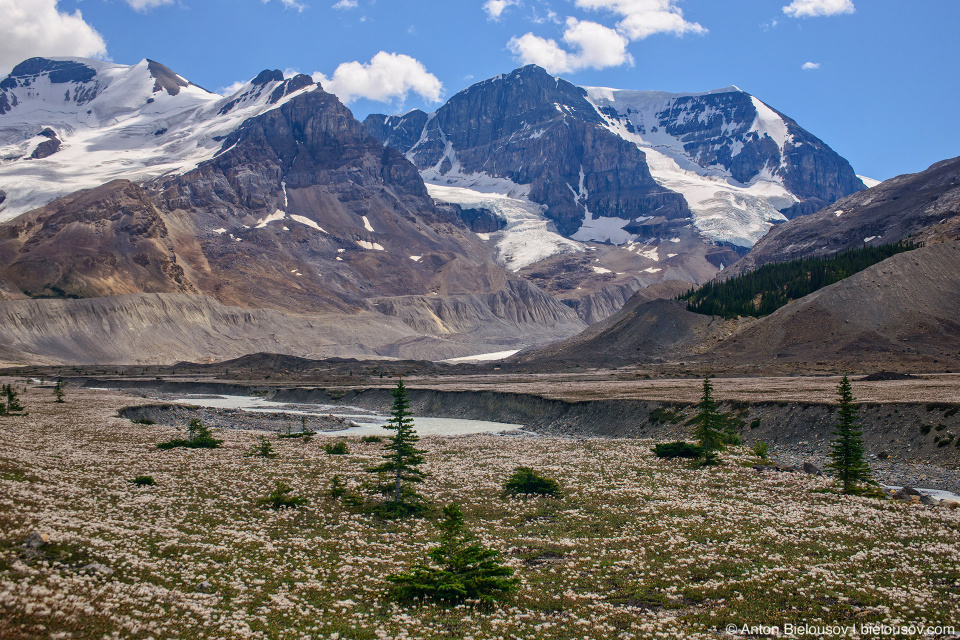 Athabasca Mountain, Columbia Icefield, Jasper National Park