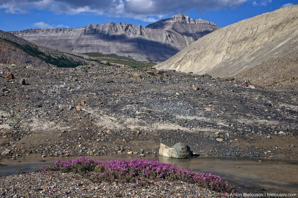 Fireweeds at Sunwapta River source near Athabasca Glacier, Columbia Icefield, Jasper National Park