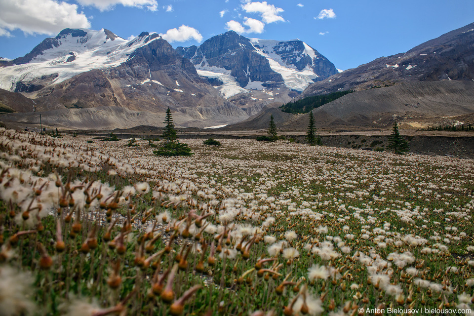 Cottongrass fields in Sunwapta river bed near Athabasca Mountain, Columbia Icefield, Jasper National Park