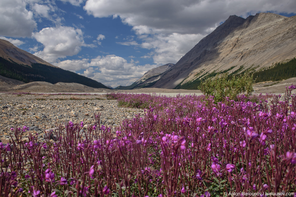 Fireweeds at Athabasca Glacier, Columbia Icefield, Jasper National Park