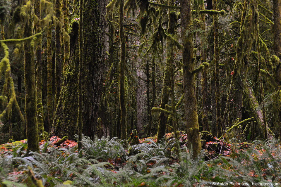 Cathedral, Vancouver Island