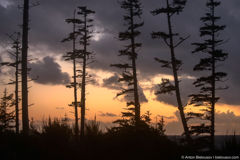 Shore trees in Ucluelet, BC