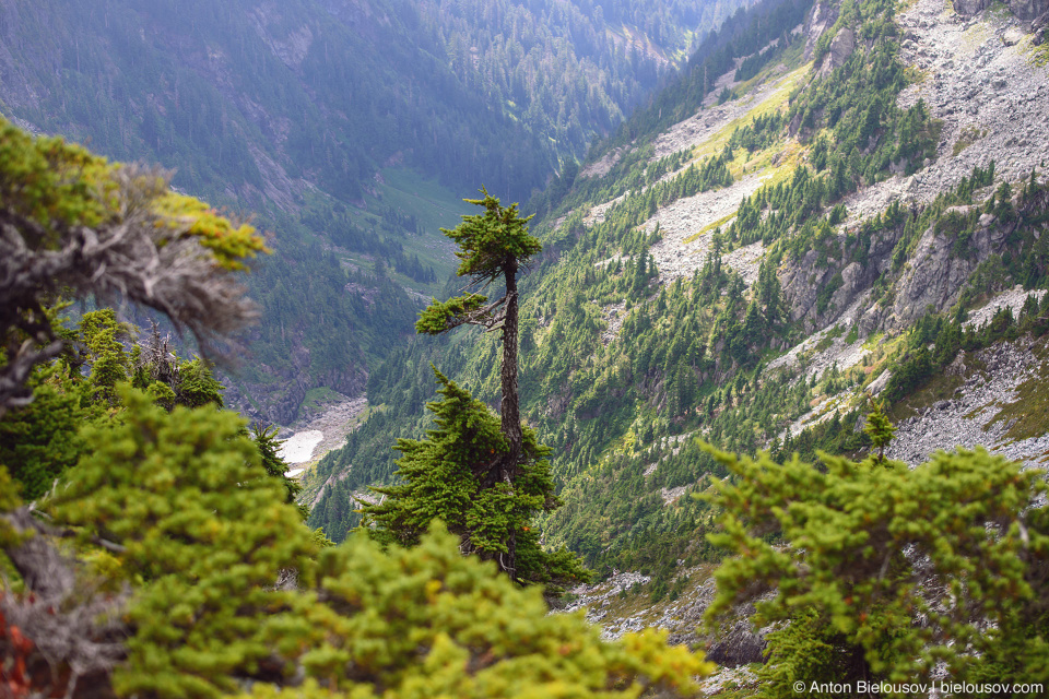 Lonely tree at Golden Ears Peak Trail