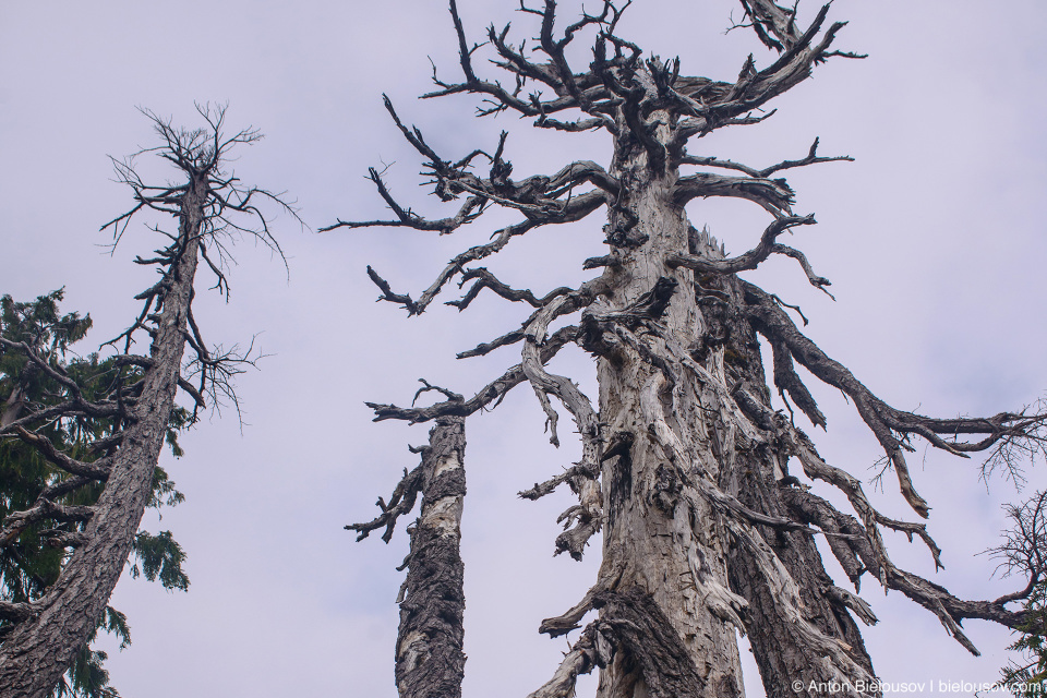 Dry trees at Golden Ears Peak Trail