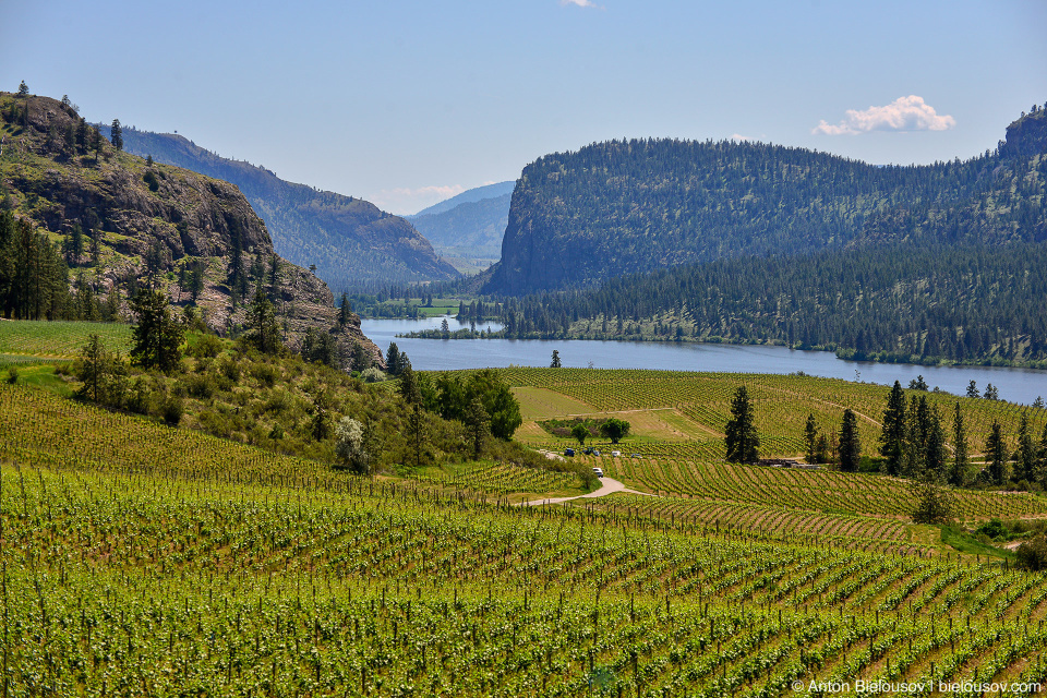 Blue Mountain Vineyard and Cellars view