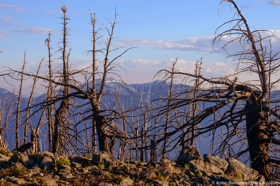 Mount Kobau (Osoyoos, BC)