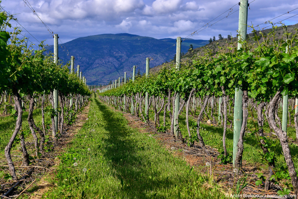 Osoyoos wineyards