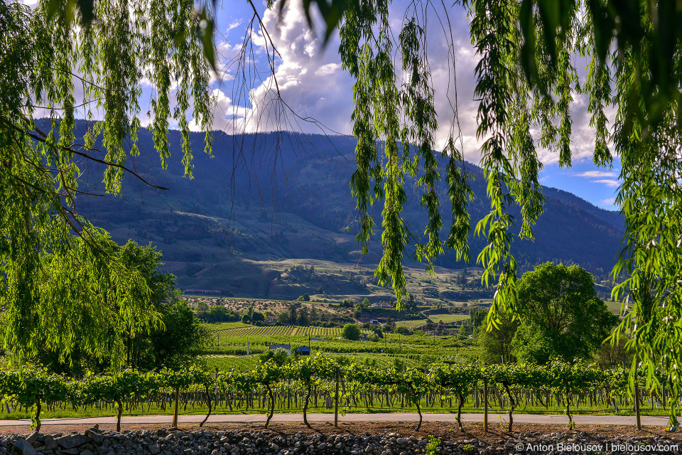 Osoyoos wineyards