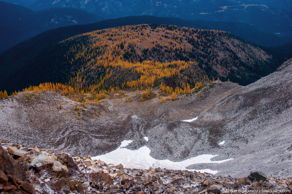 Роща желтых лиственниц на тропе на пик Mount Frosty, Manning Provincial Park, BC